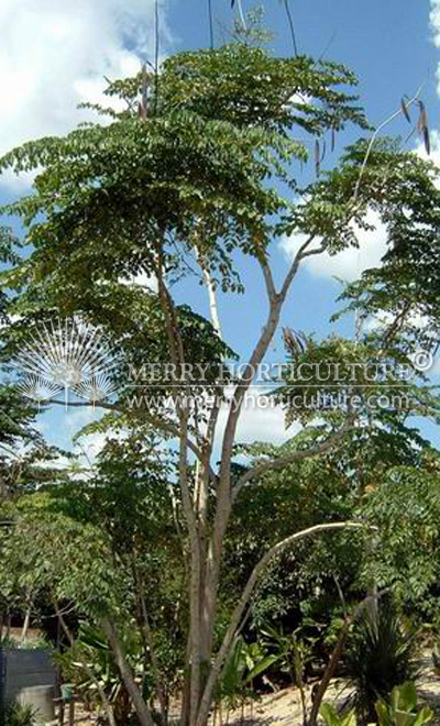 Canarium V